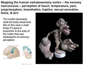 Homunculus somatosensory map