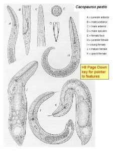 Cacopaurus pestis A juvenile anterior B male posterior