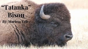 Tatanka bison