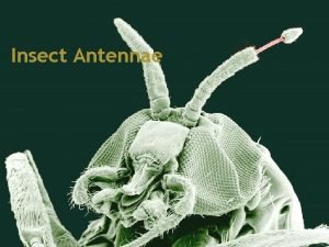 A pair of antennae arise from