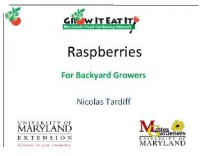 Raspberries For Backyard Growers Nicolas Tardiff College of