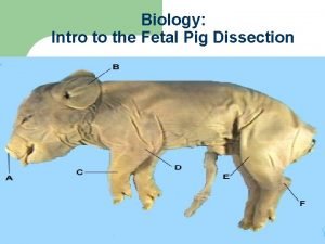 Biology Intro to the Fetal Pig Dissection Why