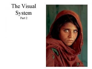 The Visual System Part 2 The Retina S