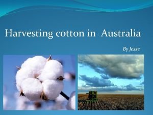 How is cotton picked in australia