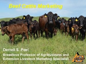 Beef cattle marketing strategies