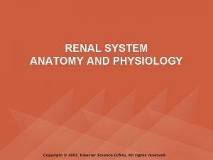 RENAL SYSTEM ANATOMY AND PHYSIOLOGY PYRAMID POINTS Functions