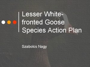 Lesser Whitefronted Goose Species Action Plan Szabolcs Nagy