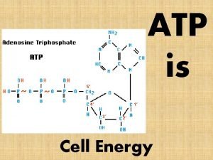 ATP is Cell Energy Why do Cells need