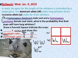 Bellwork Wed Jan 9 2019 In seals the