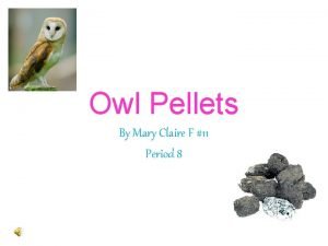 Owl Pellets By Mary Claire F 11 Period