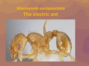 Wasmannia auropunctata The electric ant The electric ant