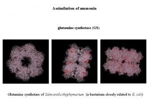 Assimilation of ammonia glutamine synthetase GS Glutamine synthetase