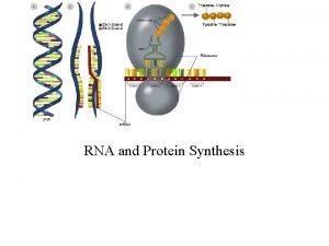 Section 12 3 rna and protein synthesis