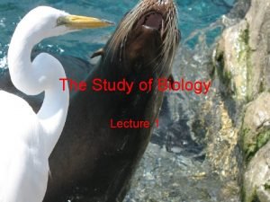 The Study of Biology Lecture 1 Biology explores