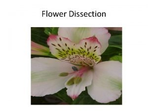 Flower Dissection Alstroemeria Scientific classification Kingdom Plantae unranked