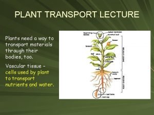 Dicot meaning