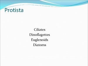 Protista Ciliates Dinoflagettes Euglenoids Diatoms Ciliates Phylum Ciliphora