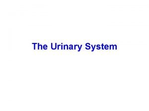 The Urinary System Waste Elimination Management of waste