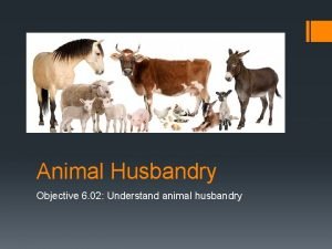 Animal Husbandry Objective 6 02 Understand animal husbandry