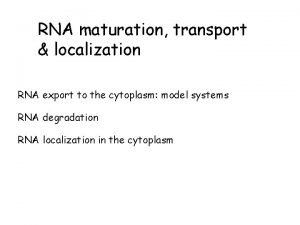 RNA maturation transport localization RNA export to the