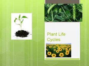Plant Life Cycles Parts of a Flower Stamensproduces