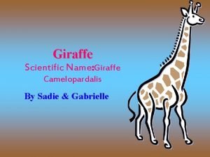 Scientific name for neck