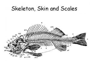 Branchiocranium