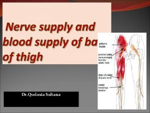 Sciatica nerve supply