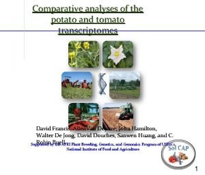 Comparative analyses of the potato and tomato transcriptomes