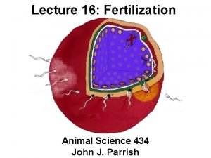 Lecture 16 Fertilization Animal Science 434 John J