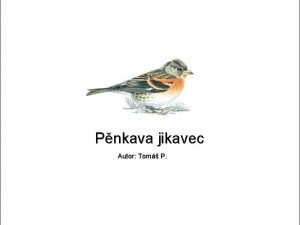 Pnkava jikavec Autor Tom P Taxonomie d Pvci