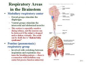 Medullary breathing centers