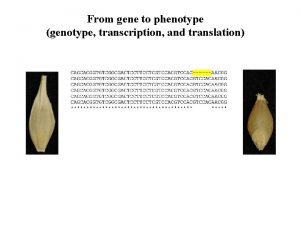 From gene to phenotype genotype transcription and translation