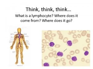 Think think What is a lymphocyte Where does