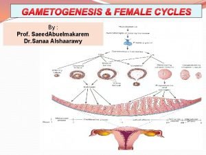 Stage of menstrual cycle