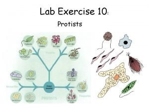 Lab Exercise 10 Protists Station 1 Entamoeba histolytica