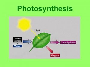 Light dependent reactions