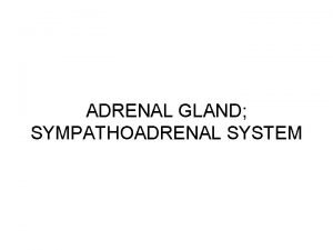ADRENAL GLAND SYMPATHOADRENAL SYSTEM Adrenal Gland 3 arterial