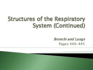 Structures of the Respiratory System Continued Bronchi and