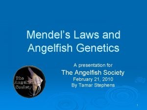 Angelfish genetics