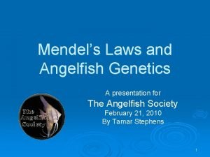 Angelfish genetics Angelfish genetics