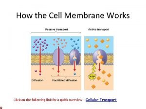 How cell membrane works