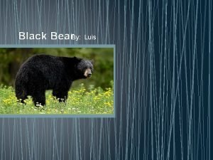 Black Bear By Luis Black bears The American