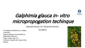 Galphimia glauca usos