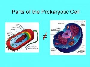 Parts of a prokaryotic cell