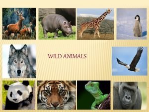 WILD ANIMALS GIRAFFES Giraffes are mammals They live