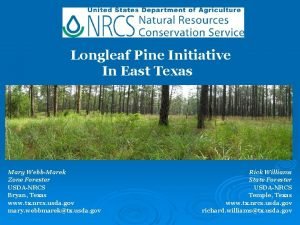 Longleaf Pine Initiative In East Texas Mary WebbMarek