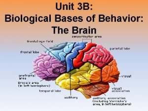 Unit 3 B Biological Bases of Behavior The