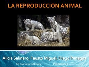 LA REPRODUCCIN ANIMAL Alicia Salinero Fausto Miguel Diego