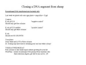 Cloning a DNA segment from sheep Recombinant DNA